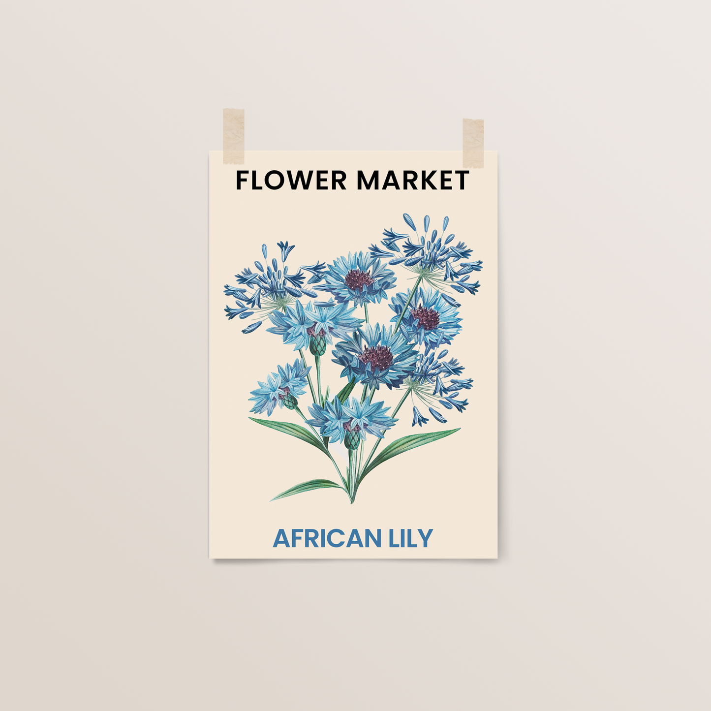 Flower Market | African Lily