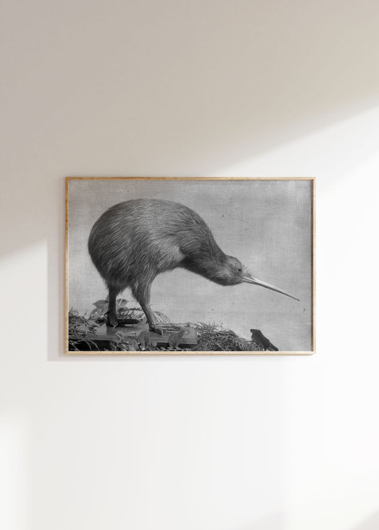 The Kiwi | James McDonald; Circa 1930
