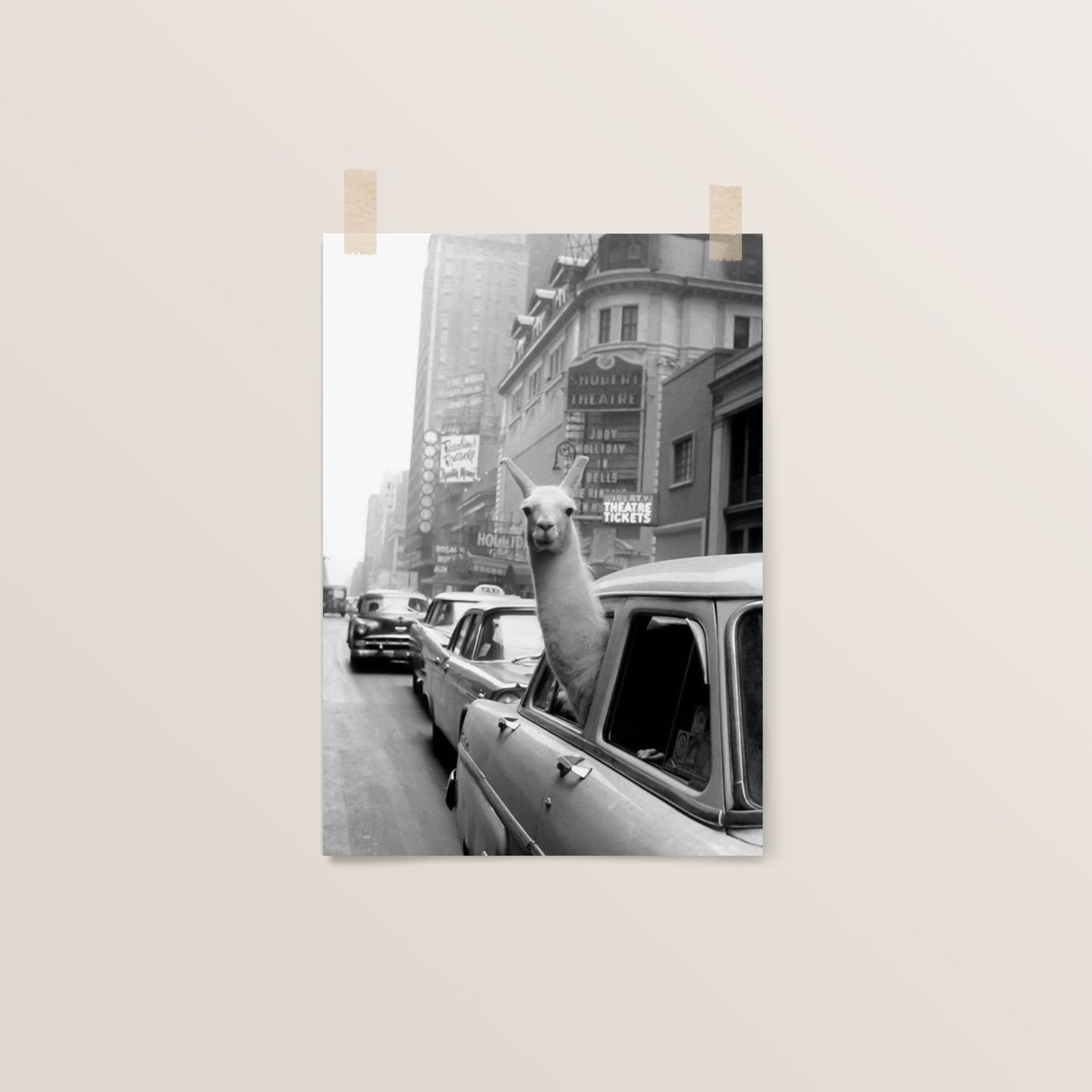 New York Llama in a Taxi | Photography Collection