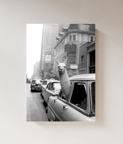 New York Llama in a Taxi | Photography Collection